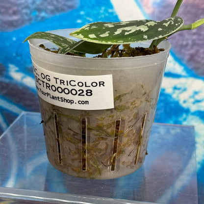 Scindapsus 'Tricolor' (OG version) - SCTR000028