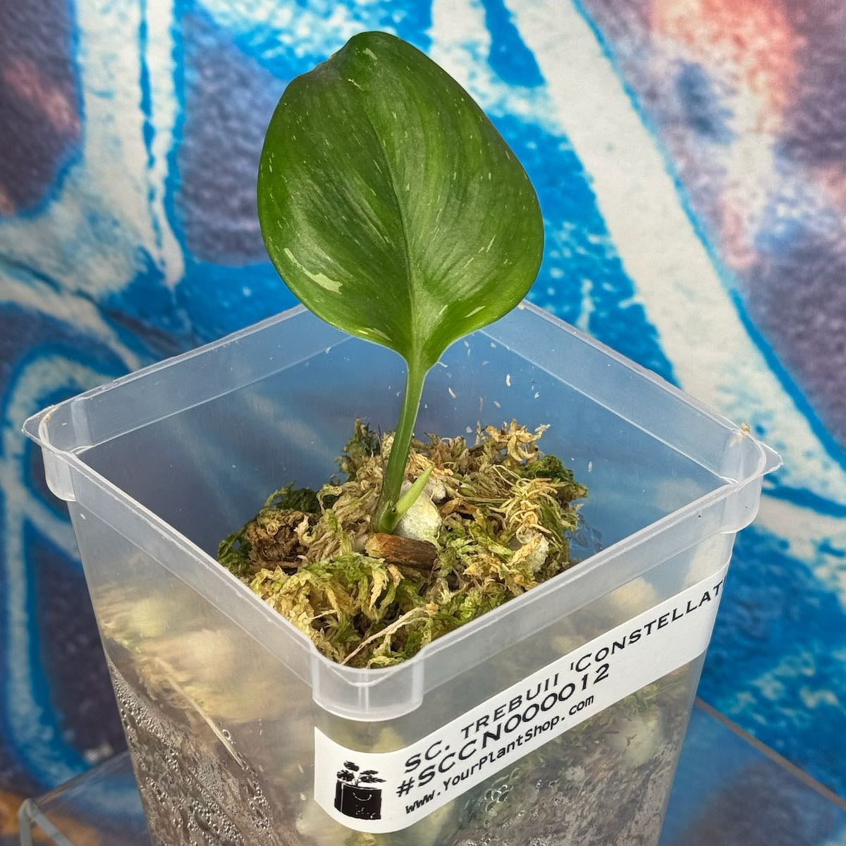 Scindapsus Truebii 'Constellation' NOID - #SCCN000012
