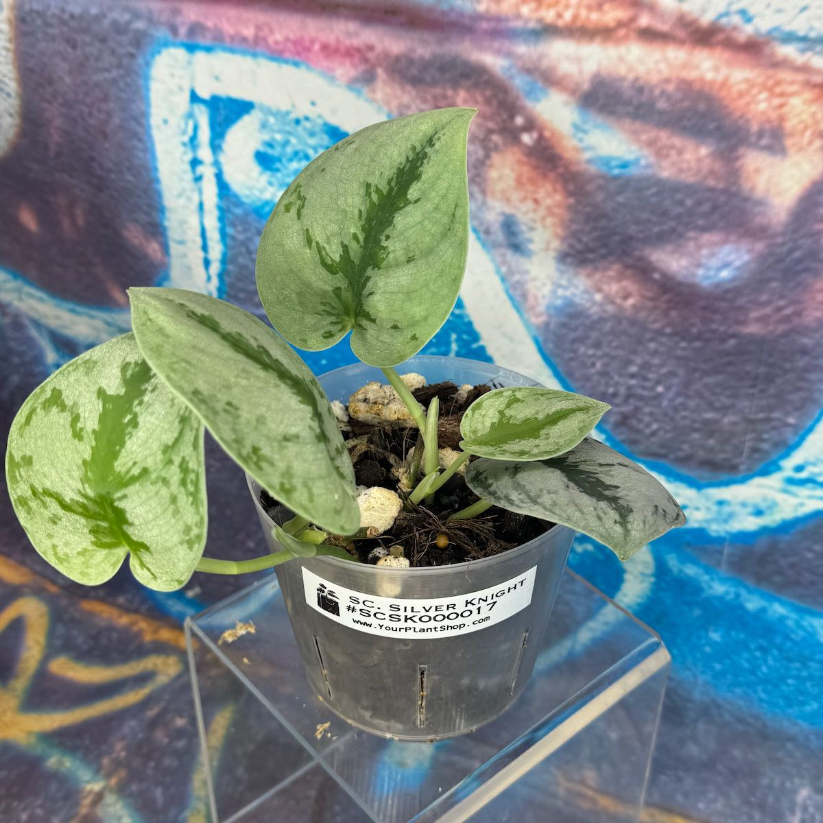Scindapsus Silver Knight - SCSK000017