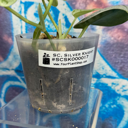 Scindapsus Silver Knight - SCSK000017