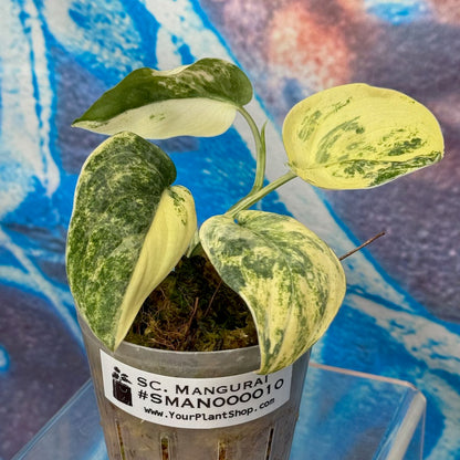 Scindapsus Mangurai - #SMAN000010