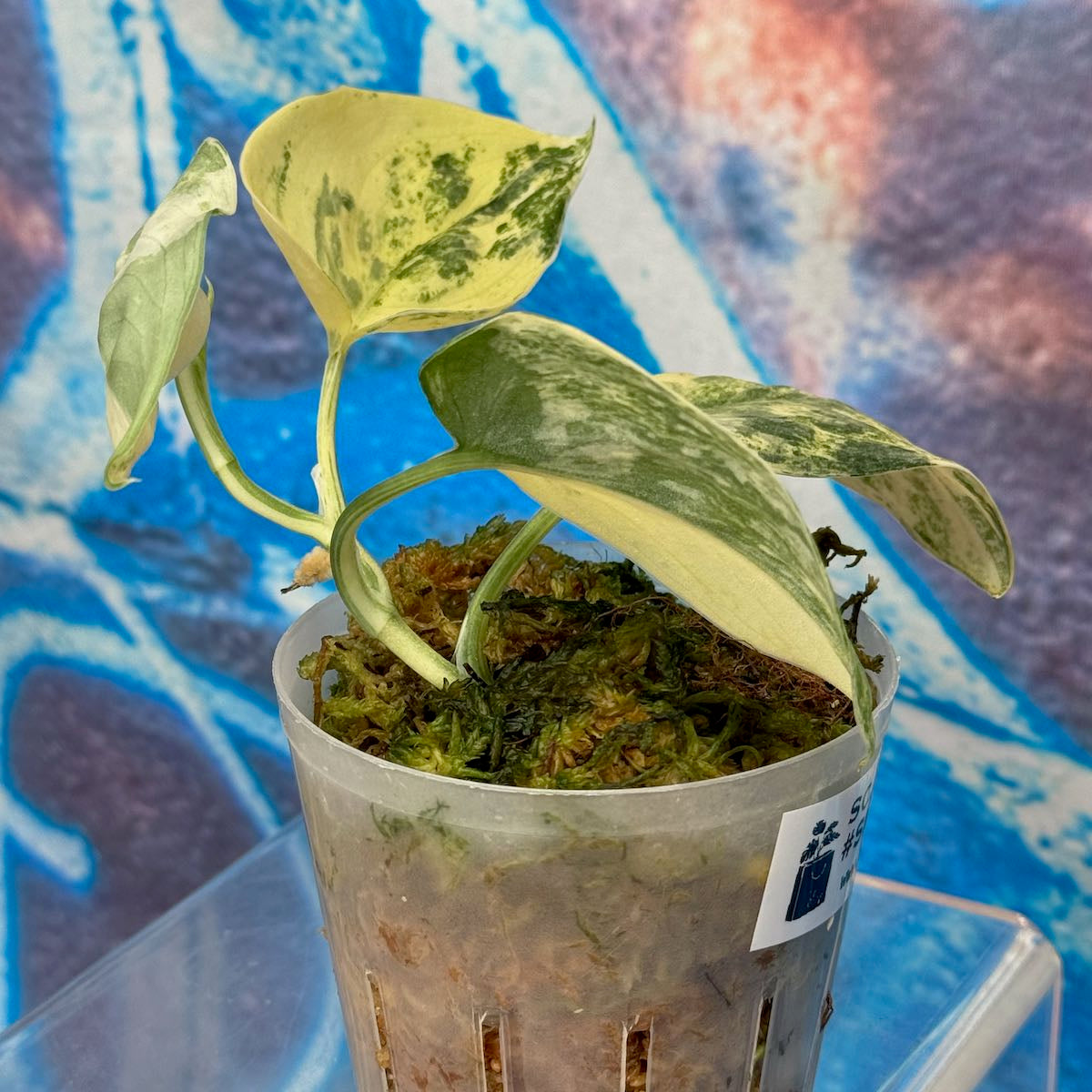 Scindapsus Mangurai - #SMAN000010