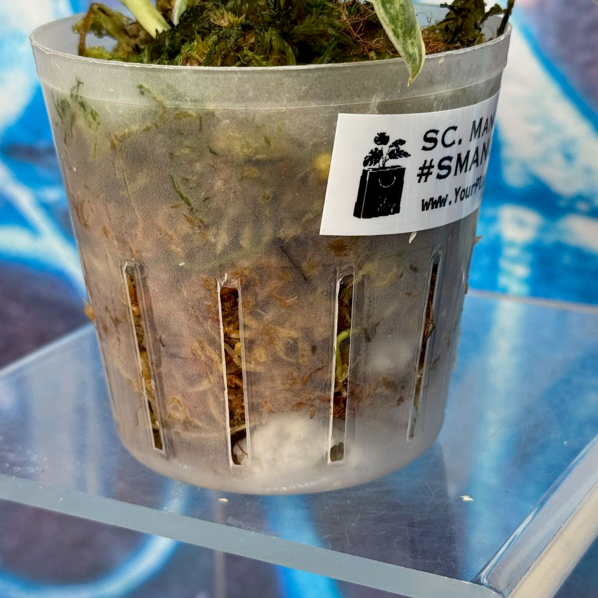 Scindapsus Mangurai - #SMAN000010