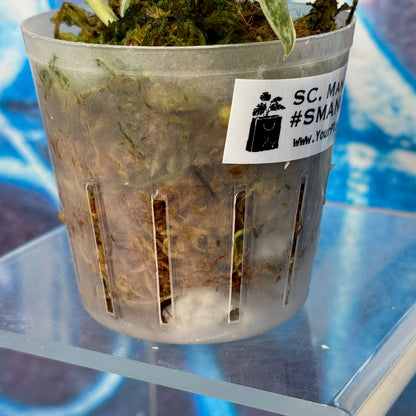 Scindapsus Mangurai - #SMAN000010