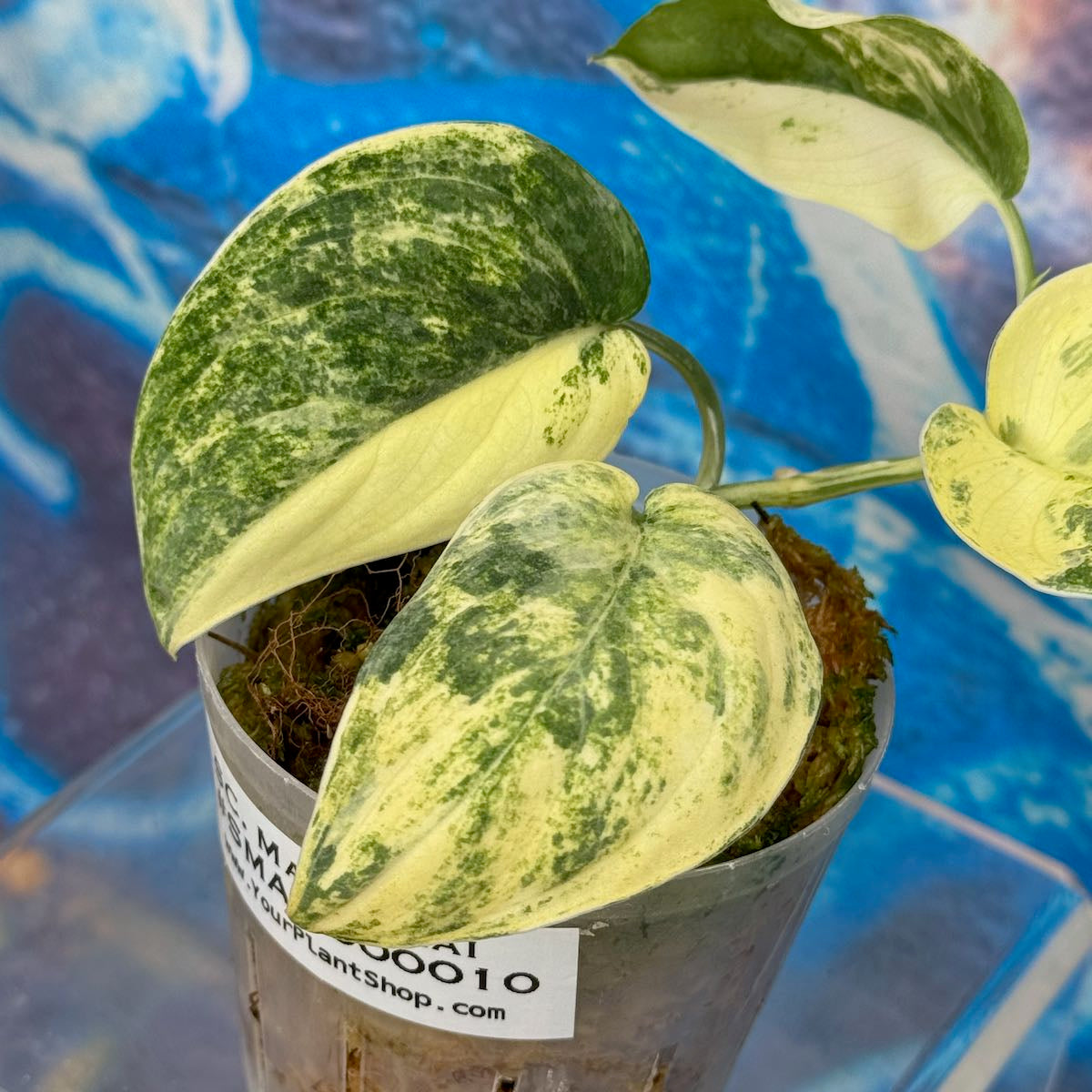 Scindapsus Mangurai - #SMAN000010