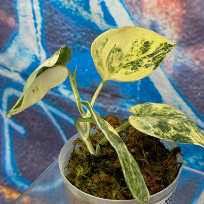 Scindapsus Mangurai - #SMAN000010