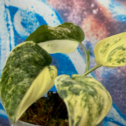 Scindapsus Mangurai - #SMAN000010