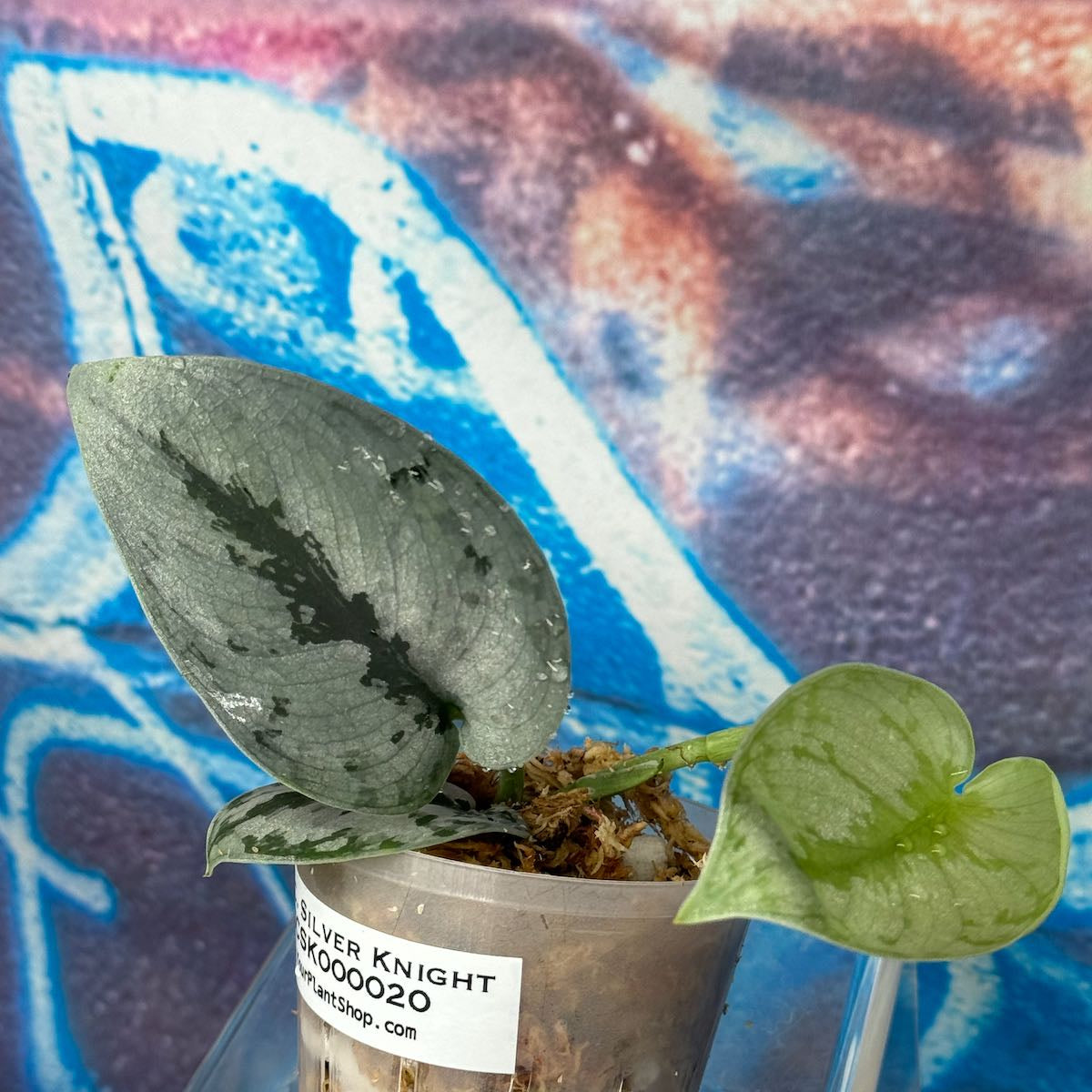 Scindapsus Silver Knight - SCSK000020