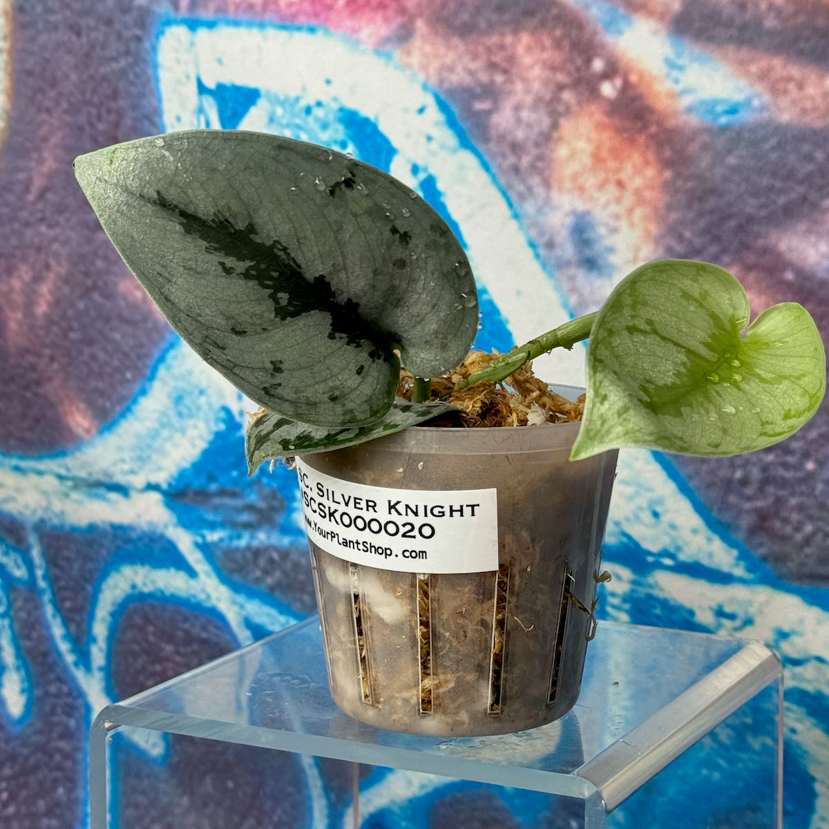 Scindapsus Silver Knight - SCSK000020