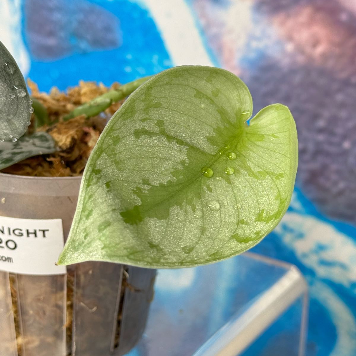 Scindapsus Silver Knight - SCSK000020