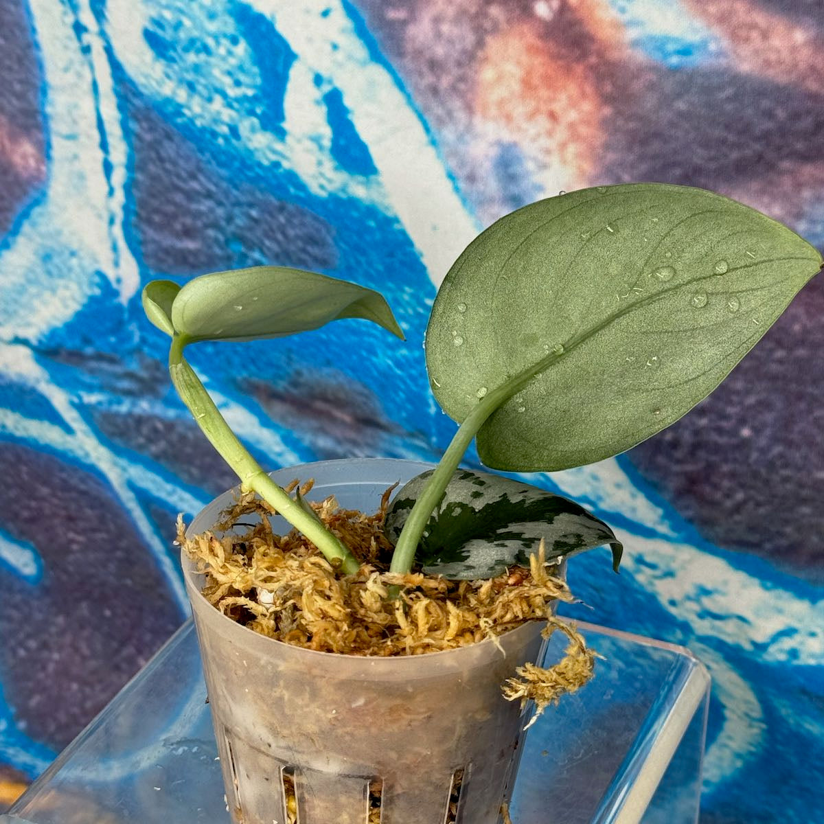 Scindapsus Silver Knight - SCSK000020