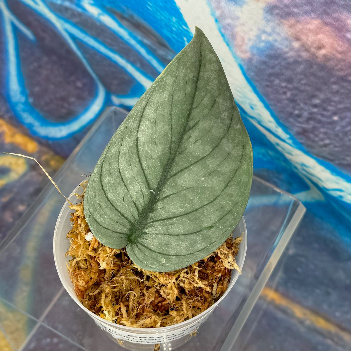 Scindapsus NOID  'Green Veins' - #SCGV000035