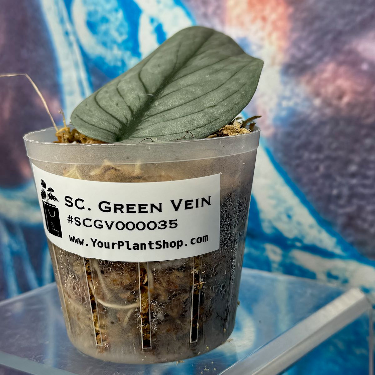 Scindapsus NOID  'Green Veins' - #SCGV000035