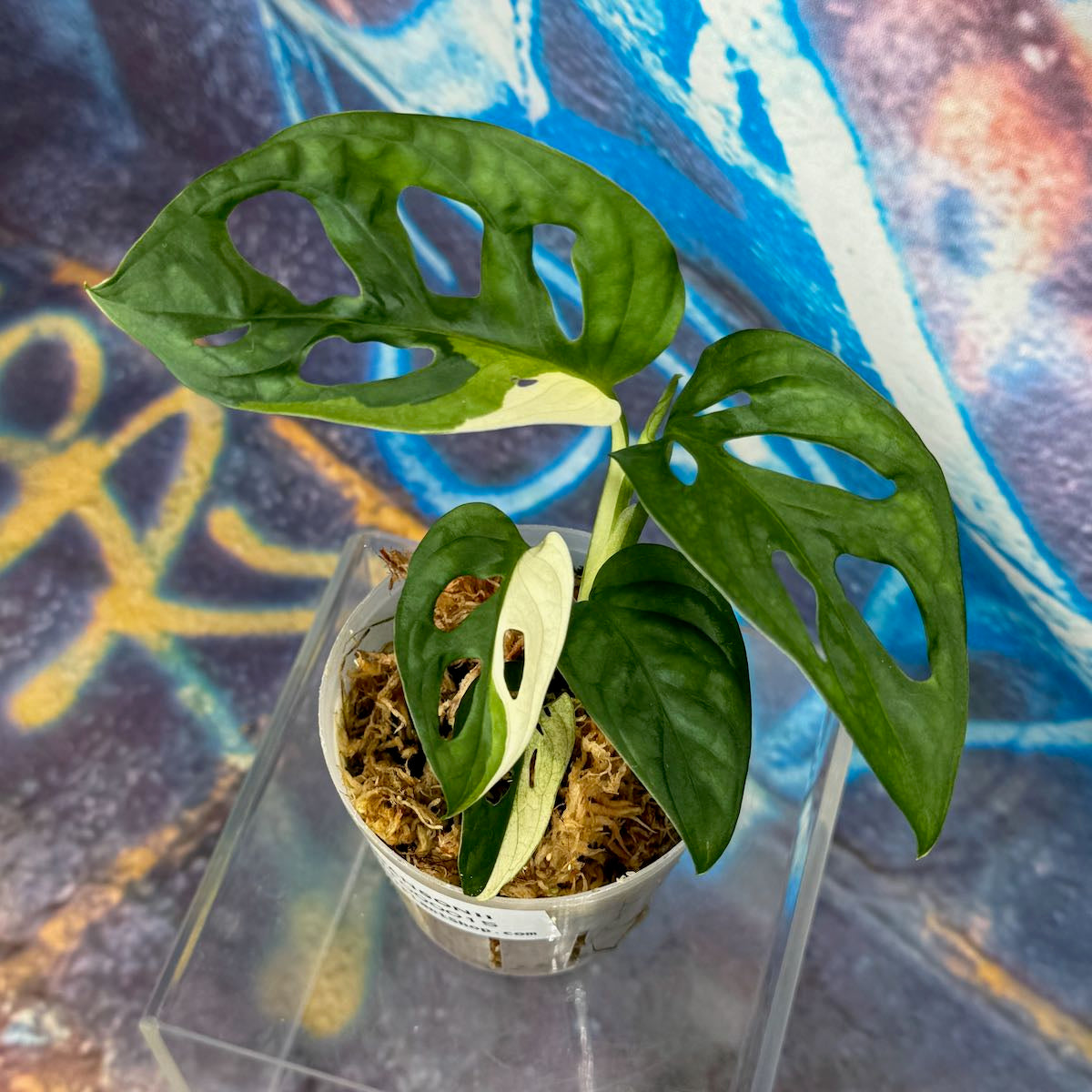 M. adansonii 'Japanese Tricolor' - #MAJT000015