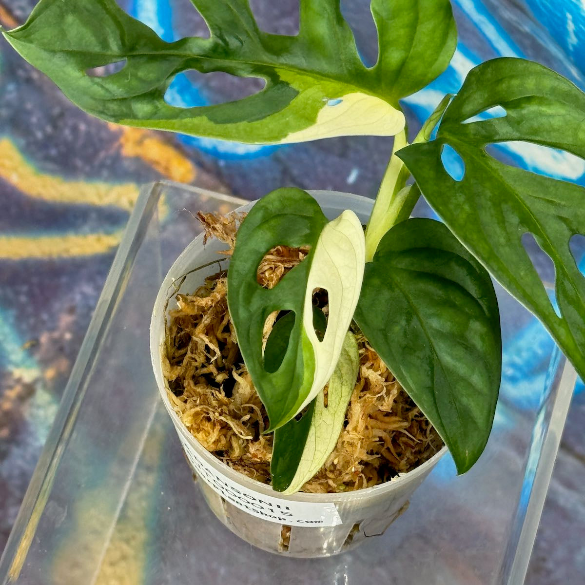 M. adansonii 'Japanese Tricolor' - #MAJT000015