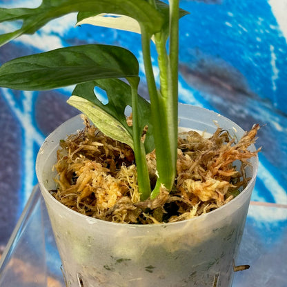 M. adansonii 'Japanese Tricolor' - #MAJT000015