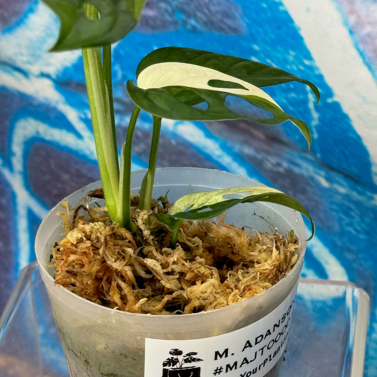 M. adansonii 'Japanese Tricolor' - #MAJT000015