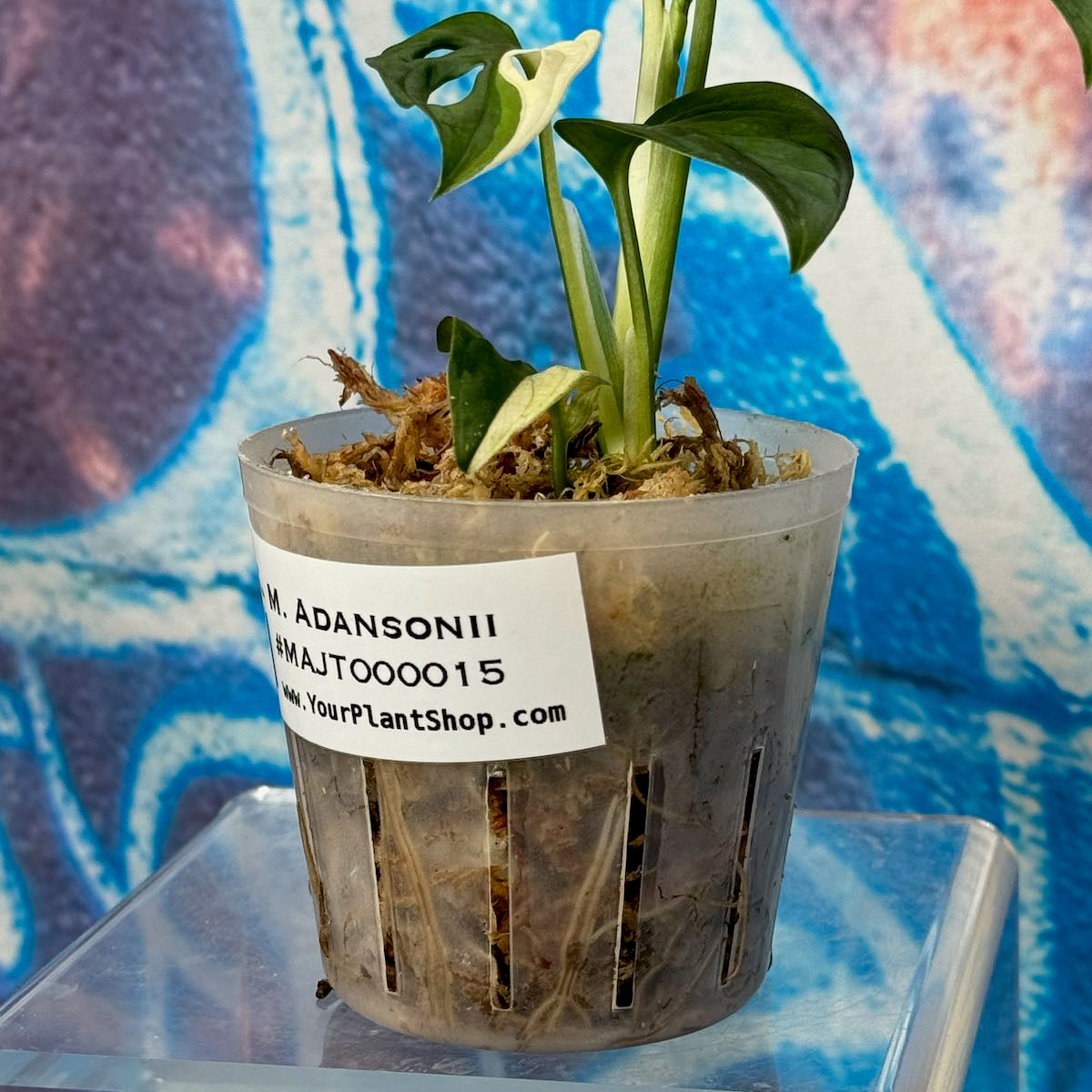 M. adansonii 'Japanese Tricolor' - #MAJT000015