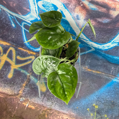 Scindapsus Lucens - SCLU000045