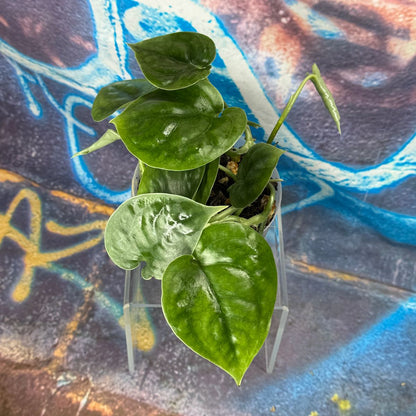 Scindapsus Lucens - SCLU000045
