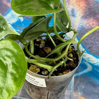 Scindapsus Lucens - SCLU000045